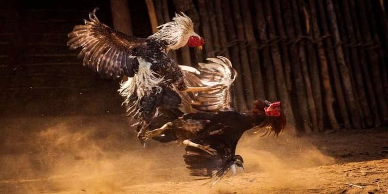 Đặt kèo đá gà trực tuyến tại Biendo